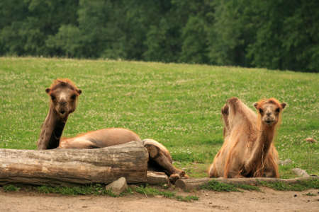 Two lazy camelsの写真素材
