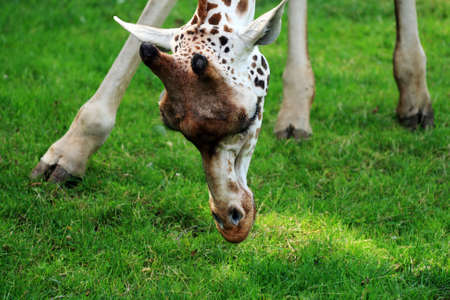 Closeup of giraffe eating fresh grassの写真素材