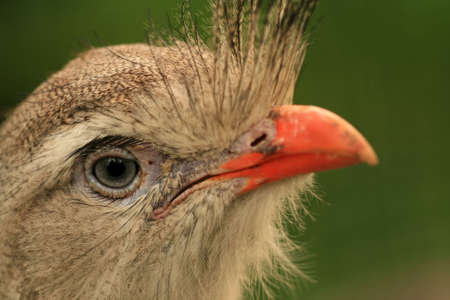 Portrait of hairy birdの写真素材