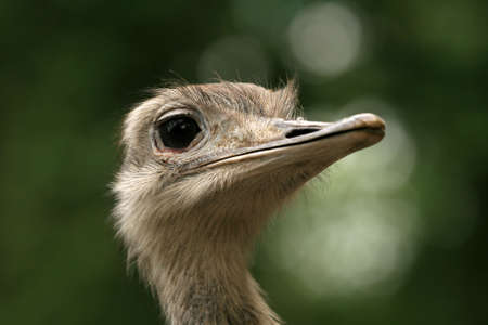 Closeup of ostrich head