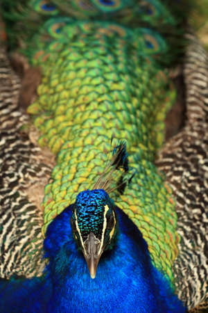 Proud peacock