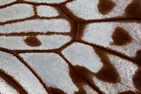 Detail of butterfly wing