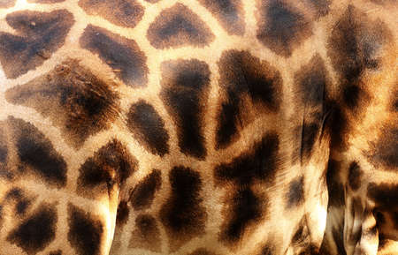 Detail of giraffe skinの写真素材