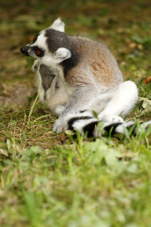 Lemur