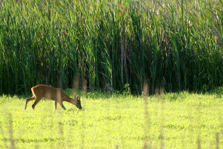 Roe feeding in the morningの写真素材