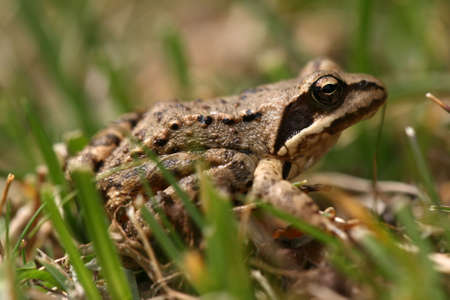 Brown frog Rana temporaria in grassの写真素材
