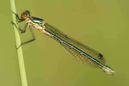 Dragonfly Lestes viridis