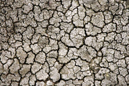 Background of map lichen