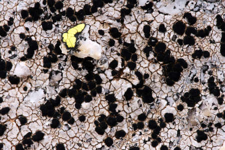 Background of map lichen (Rhizocarpon geographicum)