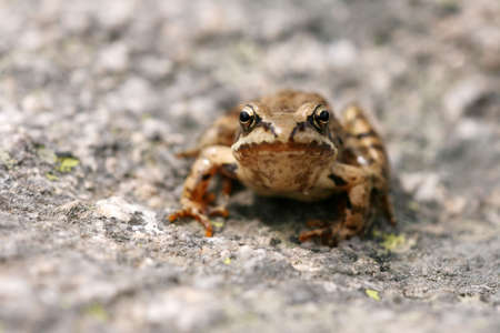 Brown frog Rana temporaria