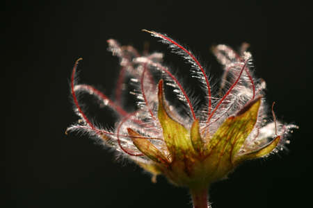 Nice flower against sunshine