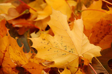 Detail of leafs
