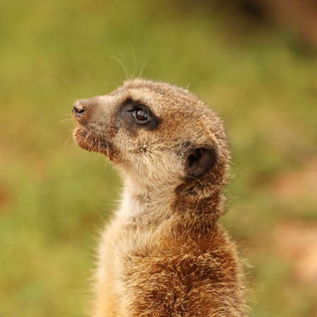 The meerkat (Suricata suricatta)の写真素材