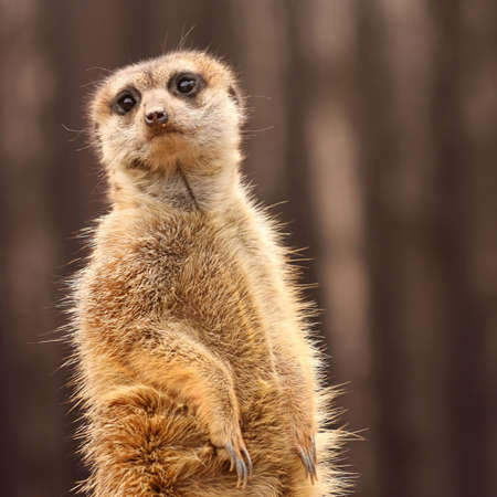 The meerkat (Suricata suricatta)の写真素材