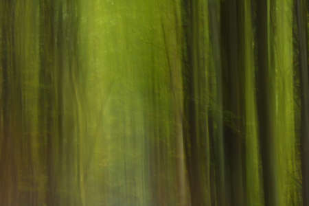 Mystrery forest