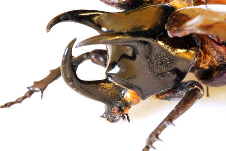 Extreme close-up of Chalcasoma atlasの写真素材