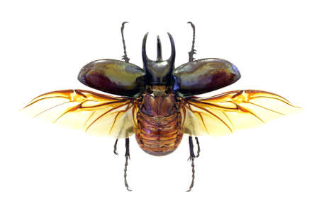Exotic beetle Chalcosoma atlas in fly (isolated)