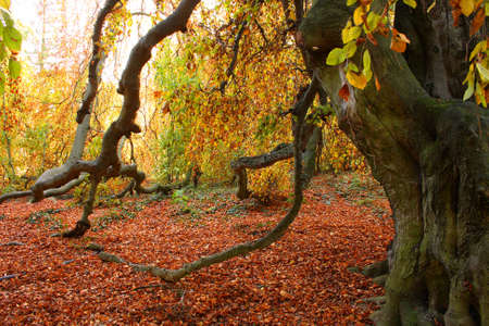 Autumn tree