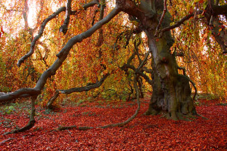 Autumn treeの写真素材