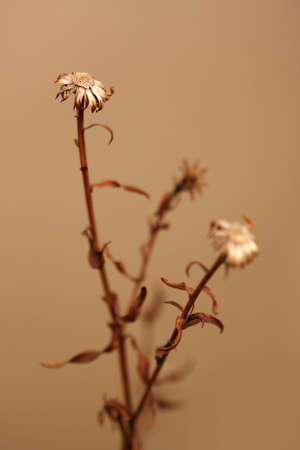 Dry flowerの写真素材