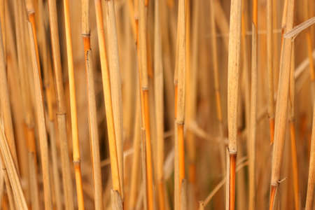 Texture of reedの写真素材