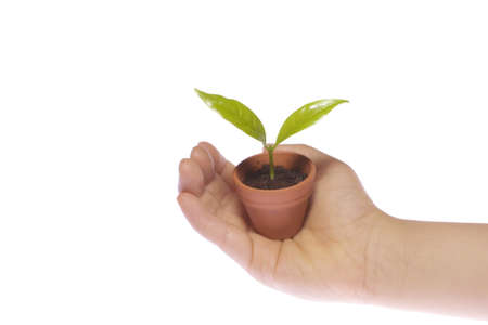 Plant in hand on white backgroundの写真素材