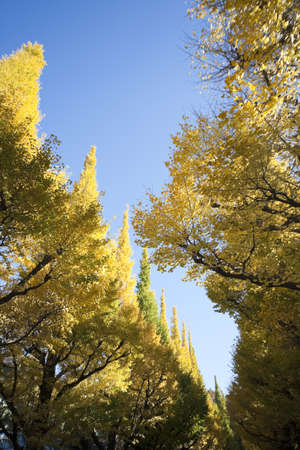 autumn leavesの写真素材
