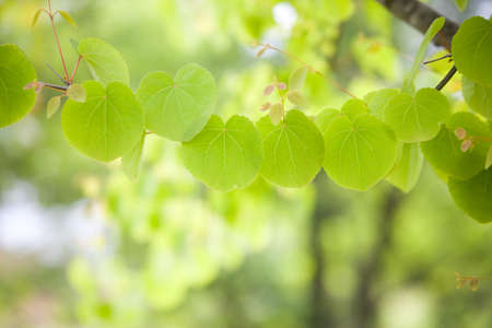 green leaves 