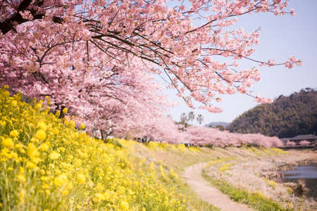Cherry blossoms and yellow flowers and river.の写真素材