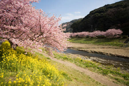 Cherry blossoms and yellow flowers and river.の写真素材