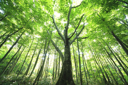 green leaves の写真素材