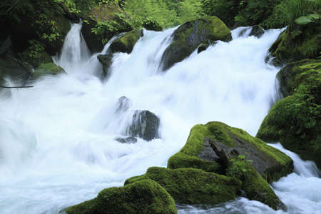 water spring in forestの写真素材