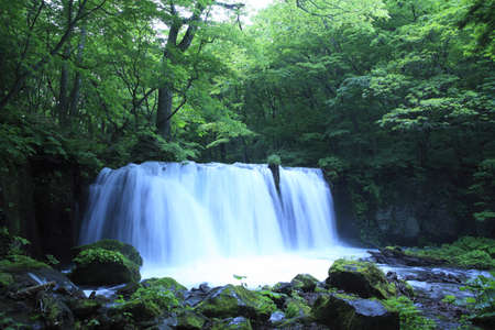 water spring in forestの写真素材