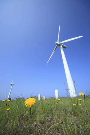 white windmill with dandelion.の写真素材