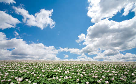 Potato fieldの写真素材