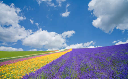 Flower field and blue sky with clouds. の写真素材