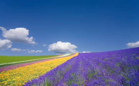 Flower field and blue sky with clouds. 