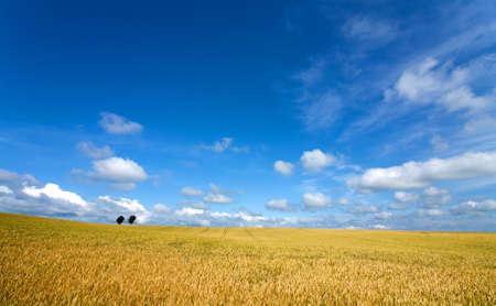 Golden wheat field with blue sky in background
の写真素材