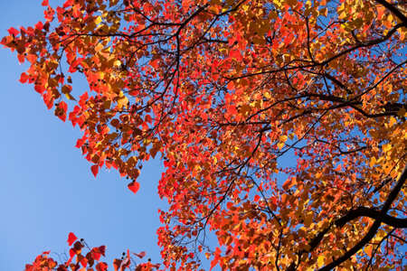 autumn leavesの写真素材