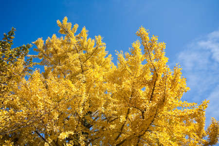 autumn leavesの写真素材