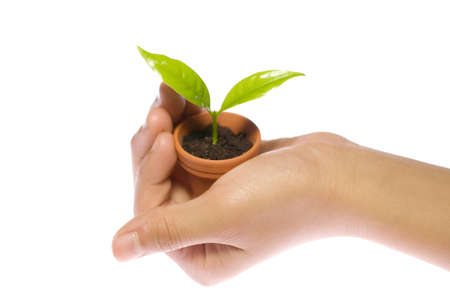 Plant in hand on white backgroundの写真素材
