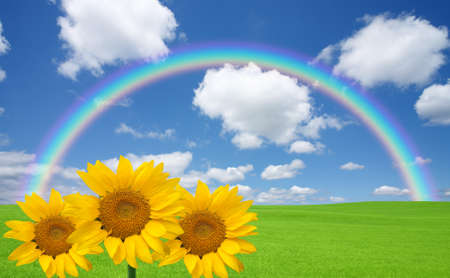 Green grass and rainbow and sunflowerの写真素材