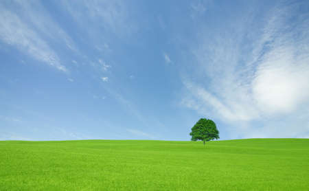 Green field with lone tree and white cloudの写真素材