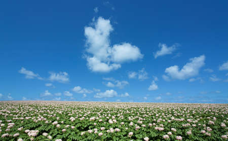 Potato fieldの写真素材