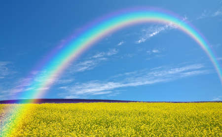 Rapeseed field and rainbowの写真素材
