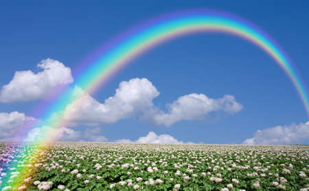 Potato field with sky and rainbowの写真素材