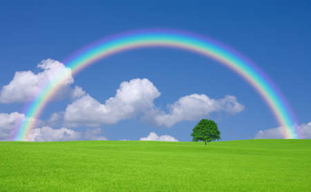 Green field with lone tree and rainbowの写真素材