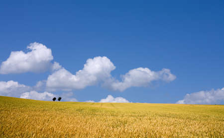 Golden wheat field with blue sky in background
の写真素材