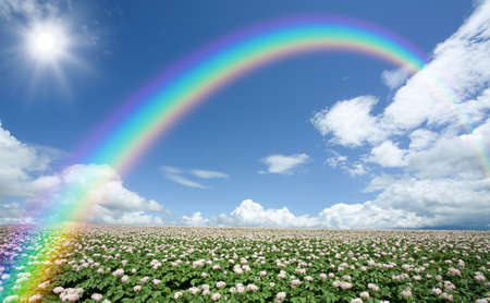 Potato field with sky and rainbowの写真素材