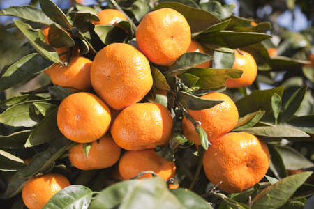 Mikan on the Tree in Japan.の写真素材